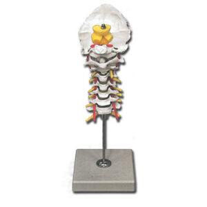 Columna Cervical Modelo Anatómico GIMA – 7 Vértebras Cervicales con Discos Intervertebrales, Médula Espinal y Arterias Vertebrales (Ref. 40136)