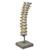 Columna Torácica – Modelo Anatómico con 12 Vértebras Torácicas, Discos Intervertebrales, Nervios Torácicos y Médula Espinal | GIMA Ref. 40137