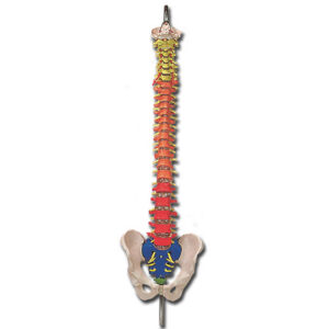 Columna Vertebral Flexible a Tamaño Real con Regiones Codificadas por Colores | Modelo Anatómico GIMA Ref. 40133 (98 x 23 x 23 cm)