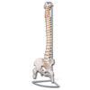 Columna Vertebral Flexible con Cabezas Femorales a Tamaño Natural | Modelo Anatómico GIMA Ref. 40127