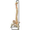 Columna Vertebral Flexible con Cabezas Femorales Extraíbles – Modelo Anatómico a Escala Real GIMA (Ref. GM40130)