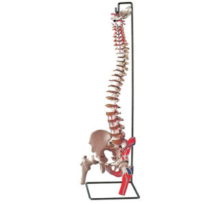 Columna Vertebral Flexible con Cabezas Femorales Extraíbles – Modelo Anatómico a Escala Real GIMA (Ref. GM40130)