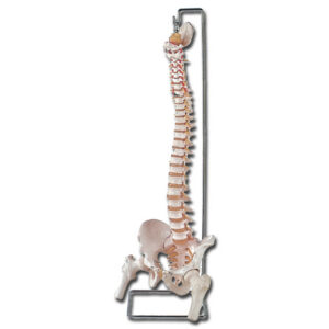 Columna Vertebral Flexible con Cabezas Femorales Extraíbles – Modelo Anatómico a Escala Real GIMA (Ref. GM40130)