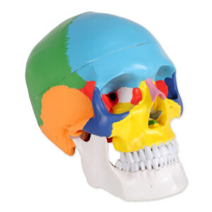 Cráneo Humano Numerado de 3 partes – Modelo Anatómico de Tamaño Natural (1X) en PVC, Gama Value GIMA | Ref. GM40156