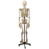 Esqueleto Humano Articulado de Tamaño Natural, 170 cm, con Soporte Rodante de 5 Ruedas – Modelo Anatómico Didáctico GIMA (Ref. 40120)