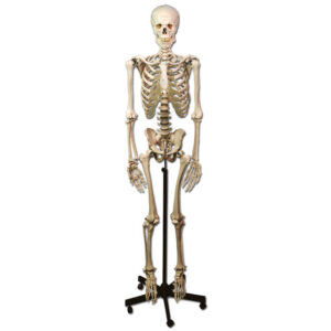 Esqueleto Humano Articulado de Tamaño Natural, 170 cm, con Soporte Rodante de 5 Ruedas – Modelo Anatómico Didáctico GIMA (Ref. 40120)