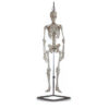 Esqueleto Humano Mini 1/2 Tamaño Natural, 80 cm – Modelo Anatómico Articulado GIMA 40115 | Ref. GM40115
