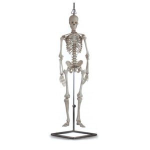 Esqueleto Humano Mini 1/2 Tamaño Natural, 80 cm – Modelo Anatómico Articulado GIMA 40115 | Ref. GM40115