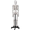 Esqueleto Humano VALUE Tamaño Natural 180 cm Articulado con Soporte Rodante – GIMA (GM40119 / GM40124)