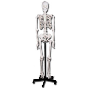 Esqueleto Humano VALUE Tamaño Natural 180 cm Articulado con Soporte Rodante – GIMA (GM40119 / GM40124)