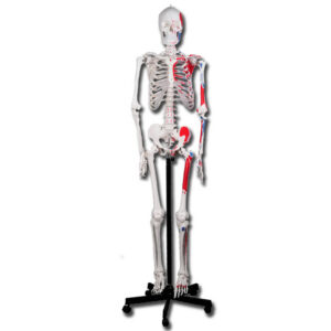Esqueleto Humano VALUE Tamaño Natural 180 cm Articulado con Soporte Rodante – GIMA (GM40119 / GM40124)