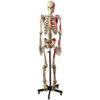 Esqueleto Muscular Humano GIMA 40125 | Modelo Anatómico 170 cm con Orígenes e Inserciones Musculares