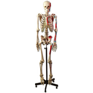 Esqueleto Muscular Humano GIMA 40125 | Modelo Anatómico 170 cm con Orígenes e Inserciones Musculares