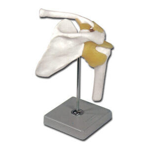 Modelo Anatómico de Articulación de Hombro con Ligamentos, Tamaño Real y Montado sobre Soporte – GIMA Ref. 40140 | SKU GM40140
