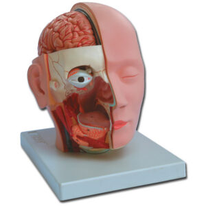 Modelo anatómico de cabeza humana a tamaño real, 4 piezas – Hemisferio cerebral con vasos sanguíneos, hemicerebelo y ojo con nervio óptico | GIMA 40010