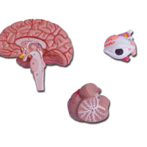 Modelo anatómico de cabeza humana a tamaño real, 4 piezas – Hemisferio cerebral con vasos sanguíneos, hemicerebelo y ojo con nervio óptico | GIMA 40010