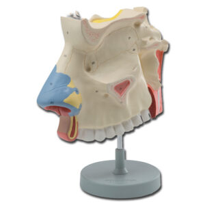 Modelo anatómico de cavidad nasal a tamaño 3X (Ref. 40056) – GIMA | Sección medial con tabique nasal y epitelio olfativo extraíbles, montado sobre base