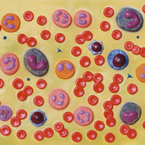 Modelo Anatómico de Células Sanguíneas 2000X – Hematología para Enseñanza y Diagnóstico (Ref. GIMA 40077)