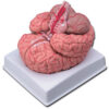 Modelo anatómico de cerebro con arterias, 9 partes desmontables a tamaño real – GIMA (Ref. 40020)