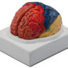 Modelo anatómico de cerebro regional GIMA · Tamaño real en 2 piezas · Ampliación 1X (Ref. 40021)