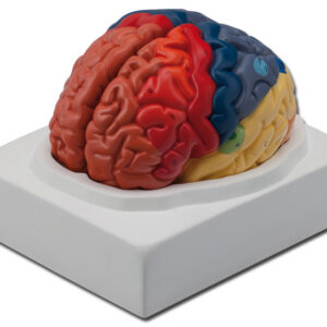 Modelo anatómico de cerebro regional GIMA · Tamaño real en 2 piezas · Ampliación 1X (Ref. 40021)