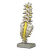 Modelo Anatómico de Columna Lumbar con Sacro y Cóccix | GIMA 40138 | Vertebras Lumbares, Discos Intervertebrales, Nervios y Médula Espinal