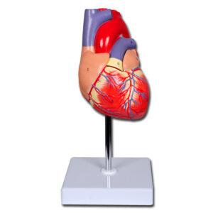 Modelo Anatómico de Corazón Humano a Tamaño Natural en 2 Partes – Réplica Didáctica con Pared Anterior Extraíble (Ref. GIMA 40069)