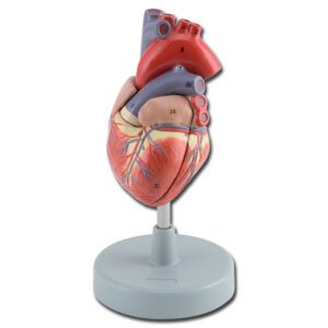 Modelo anatómico de corazón humano GIMA – Tamaño real, 2 partes desmontables y ampliación 1X (Ref. 40071)