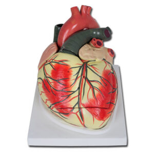Modelo Anatómico de Corazón Línea Value GIMA – 3 Partes Desmontables, Ampliación 3X (Ref. 40070) | Válvulas Cardíacas y Morfología Comparativa de Ventrículos