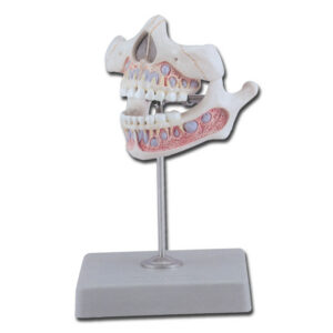 Modelo Anatómico de Dentadura Joven (Dientes Deciduos) de Niño de 5 Años – Maxilar Superior e Inferior con Mandíbula Móvil | GIMA Ref. 40206