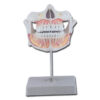 Modelo anatómico de dentadura permanente con maxilar superior e inferior de adulto – GIMA 40205 (SKU GM40205)