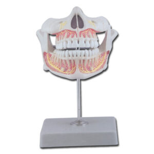 Modelo anatómico de dentadura permanente con maxilar superior e inferior de adulto – GIMA 40205 (SKU GM40205)