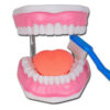 Modelo Anatómico de Higiene Bucal 3X con Cepillo Gigante – GIMA (Ref. 40199) para Educación en Salud Dental
