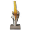 Modelo anatómico de la articulación de la rodilla a tamaño natural con ligamentos laterales, meniscos y ligamento rotuliano – GIMA | Ref. 40145