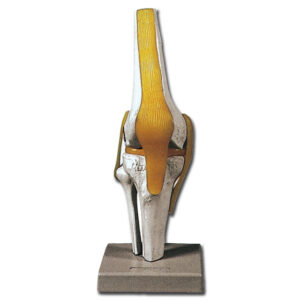 Modelo anatómico de la articulación de la rodilla a tamaño natural con ligamentos laterales, meniscos y ligamento rotuliano – GIMA | Ref. 40145