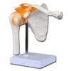 Modelo Anatómico de la Articulación del Hombro con Clavícula y Ligamentos · GIMA Línea Value (Ref. 40139) · Tamaño Natural x1 · Para Docencia, Fisioterapia y Ortopedia