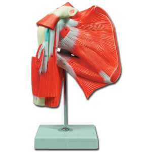 Modelo anatómico de la musculatura del hombro (1X) – Músculos, ligamentos y huesos | GIMA · Ref. 40016