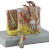Modelo Anatómico de la Piel con Aumento 30X sobre Base – GIMA – Ref. 40061 (SKU GM40061)