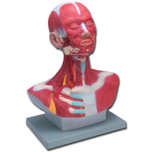 Modelo Anatómico de Musculatura de Cabeza y Cuello y Región Torácica Superior GIMA – Ref. 40015 (37 x 23 x h 46 cm, 3,1 kg)