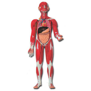 Modelo anatómico de musculatura del cuerpo humano – Réplica a 1/2 escala con 30 piezas extraíbles para enseñanza de anatomía (GIMA, Ref. 40019)