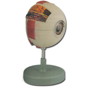 Modelo anatómico de ojo, 6 piezas desmontables – 6X – GIMA | Globo ocular para enseñanza de anatomía y oftalmología | Ref. 40030