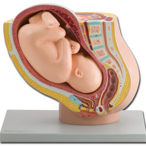 Modelo Anatómico de Pelvis Femenina con Feto a Término (40.ª Semana) – GIMA Ref. 40110 (SKU GM40110) | Tamaño Natural, Feto Desmontable