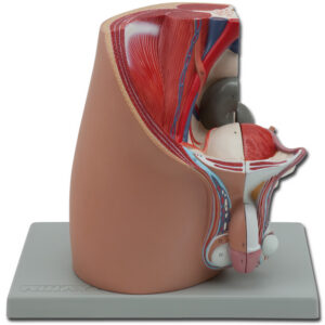 Modelo anatómico de pelvis masculina con sistema genitourinario – 4 partes, a tamaño real – GIMA (Ref. 40105)