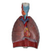 Modelo Anatómico del Sistema Respiratorio Humano – 7 Partes Desmontables (Laringe, Pulmones y Corazón) | GIMA 40050