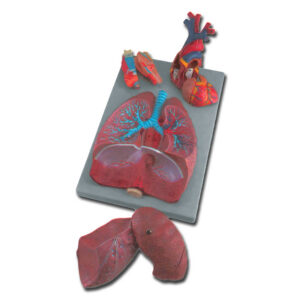 Modelo Anatómico del Sistema Respiratorio Humano – 7 Partes Desmontables (Laringe, Pulmones y Corazón) | GIMA 40050