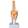 Modelo Anatómico Funcional de Articulación de Rodilla con Ligamentos Laterales, Menisco y Ligamento Rotuliano – GIMA (Ref. 40144)