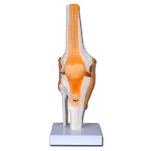 Modelo Anatómico Funcional de Articulación de Rodilla con Ligamentos Laterales, Menisco y Ligamento Rotuliano – GIMA (Ref. 40144)