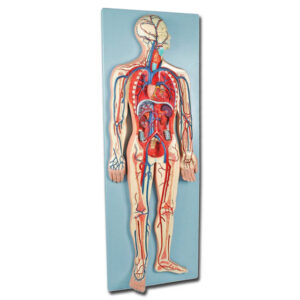 Modelo Anatómico Sistema Vascular Humano 2 Partes – Circulación Sistémica y Pulmonar (Ref. GIMA 40075)