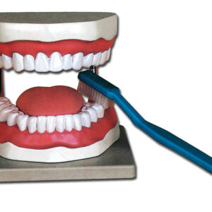 Modelo de Higiene Bucal 3X – Modelo anatómico dental ampliado (escala 3:1) para enseñanza del cepillado dental con cepillo gigante y base (Ref. GM40200) | GIMA