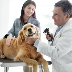 Oftalmoscopio Welch Allyn Panoptic Plus veterinario